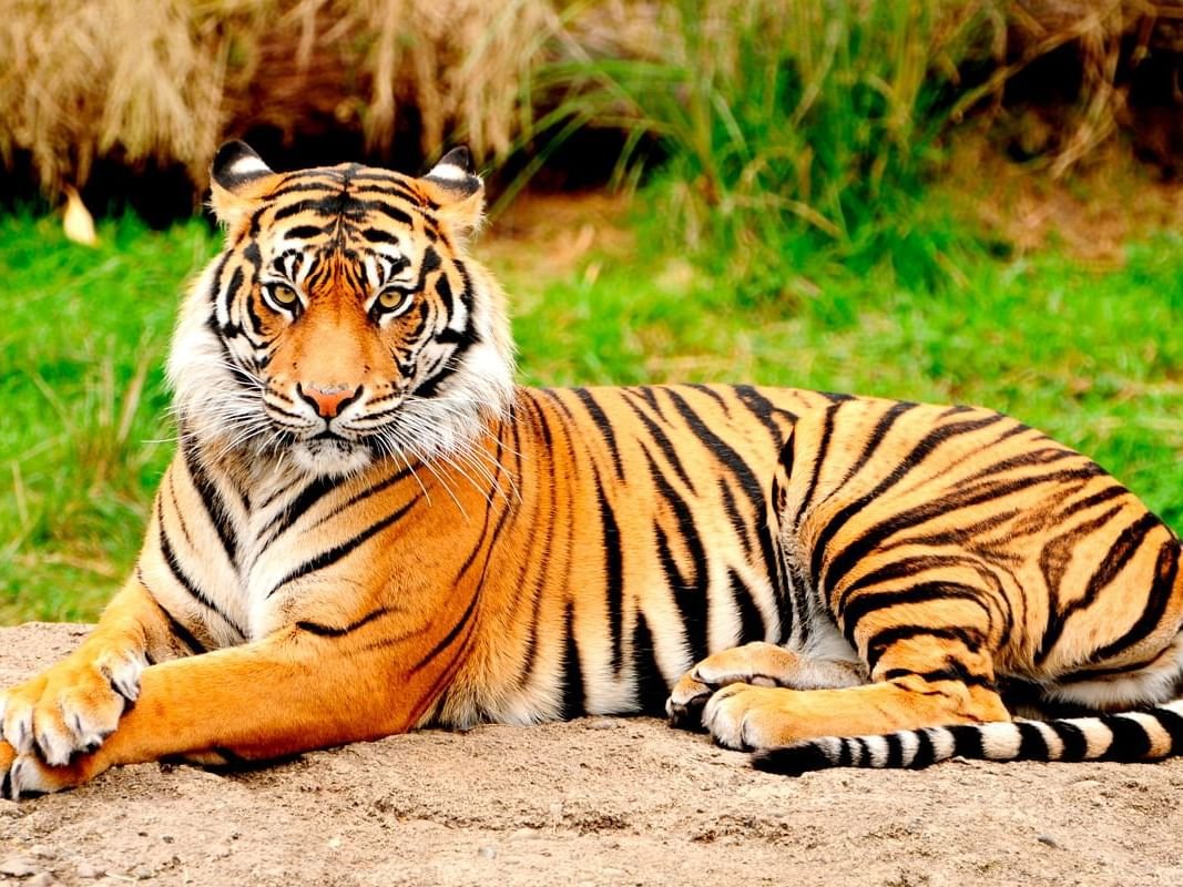 Tropical surroundings of Vallarta Zoo in Mismaloya