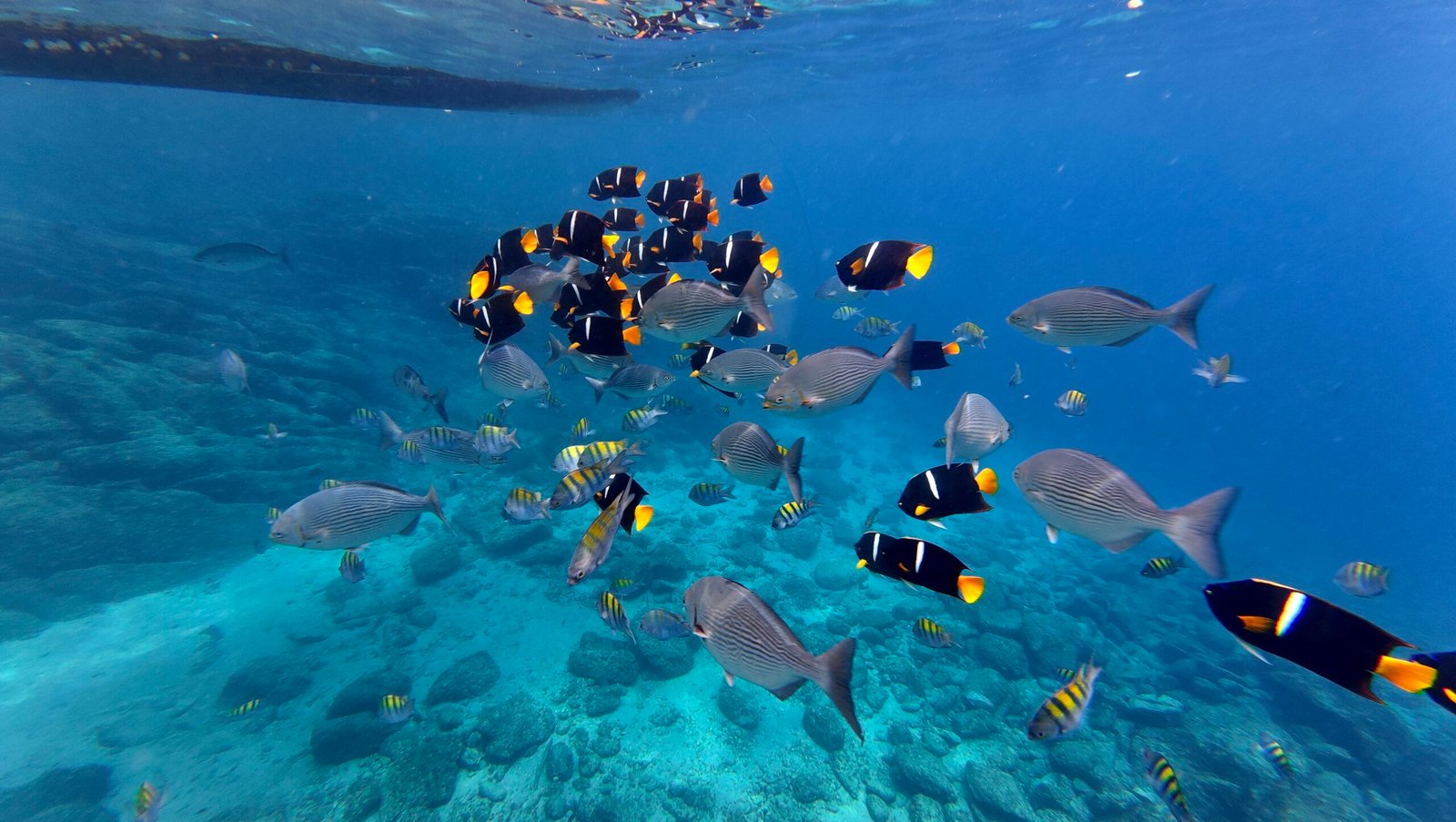 Los Arcos five-island snorkeling tour from Mismaloya Beach