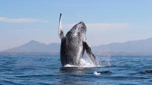 Humpback whale watching near Mismaloya in Banderas Bay